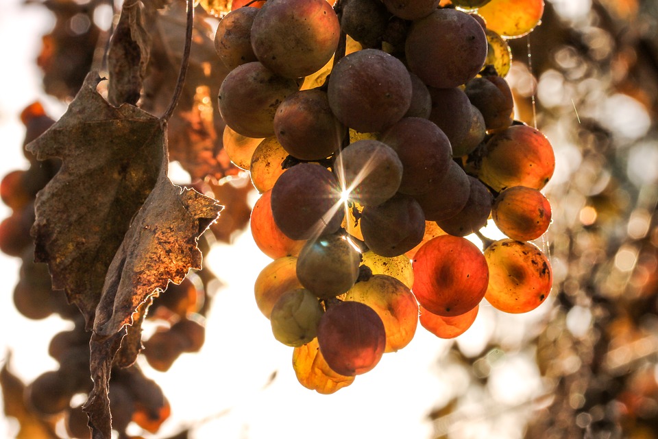 Las sorprendentes propiedades de los flavonoides del vino