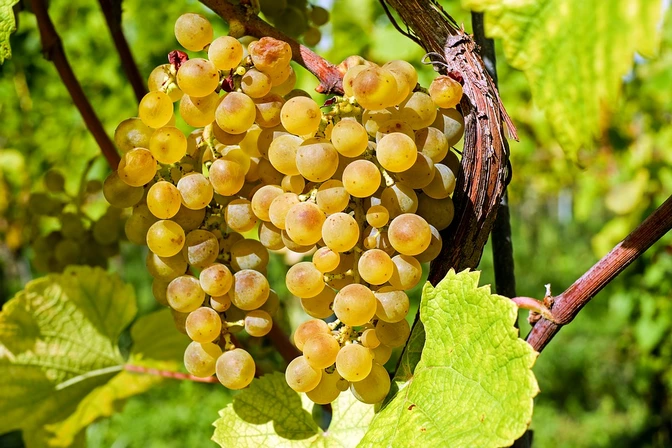 Existe una relación directa entre el vino y el clima. Si bien hay muchos factores que afectan la calidad de esta bebida, el resultado final depende en gran medida del lugar donde se cultivan las uvas.